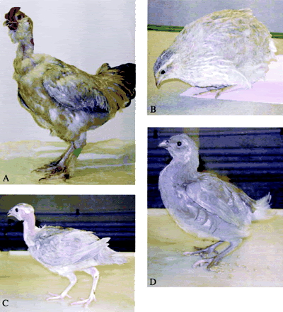 I have ALWAYS wanted to see this! CHICKEN x COTURNIX HYBRID! | BackYard