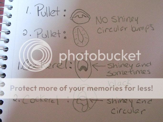 How to Vent Sex Coturnix | BackYard Chickens - Learn How to Raise Chickens