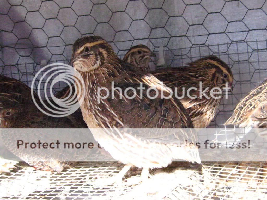 Coturnix Quail Basics Information and Pictures Galore BackYard