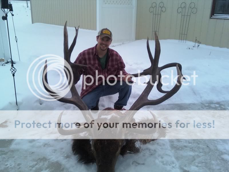 Giant MN Elk The Hunting Beast