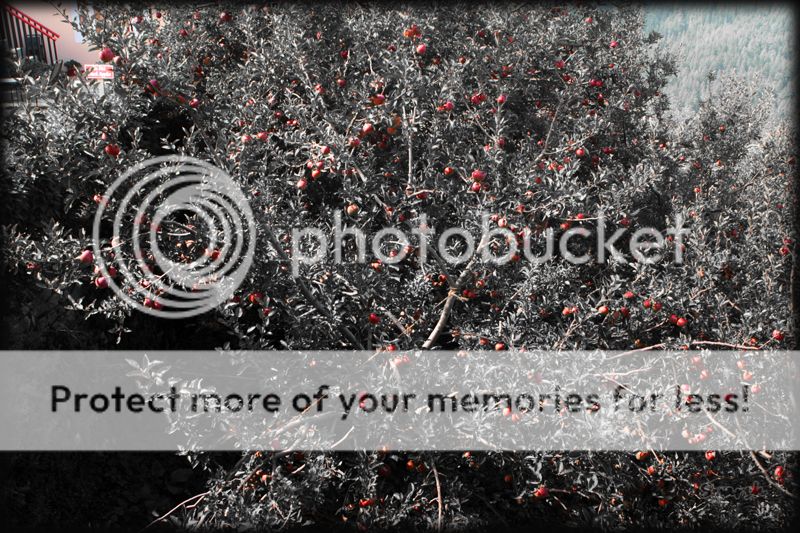 photo IMG_7340_zps4b26dddd.jpg