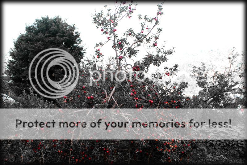  photo IMG_7344_zps3191dd22.jpg