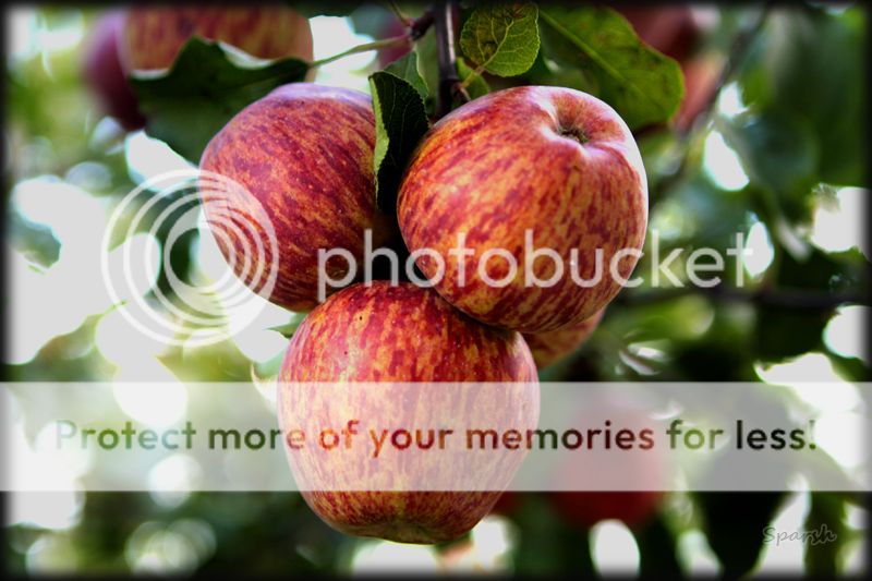 photo IMG_7348_zps816e1b64.jpg