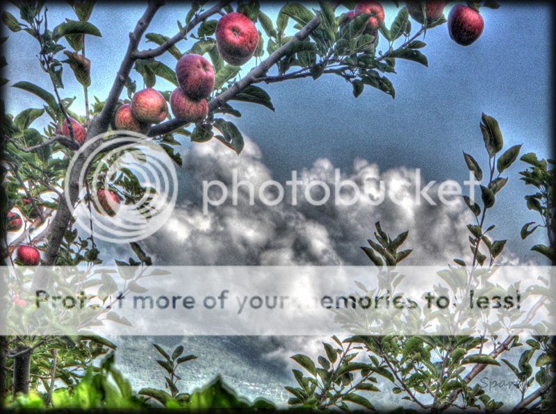 photo IMG_7369H_zps919fc1f8.jpg