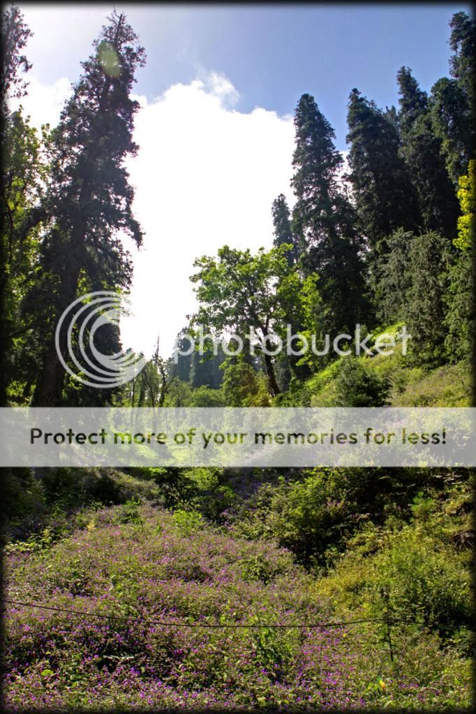 photo IMG_7374H_zps213c54fb.jpg