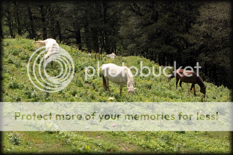 photo IMG_7457_zps5e0031c7.jpg