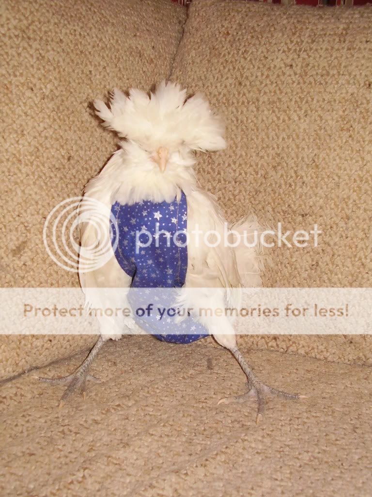 Chicken diapers? Page 2 BackYard Chickens Learn How to Raise Chickens