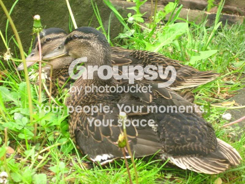 Duck Quack-Is it Male or Female??? | BackYard Chickens - Learn How to ...